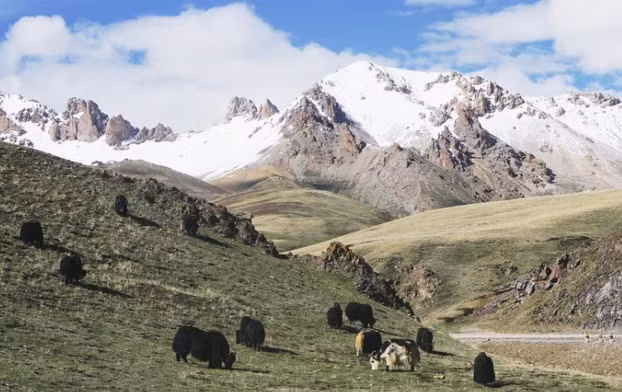 Sau dong dat, mat hang thap ky de rung phuc hoi