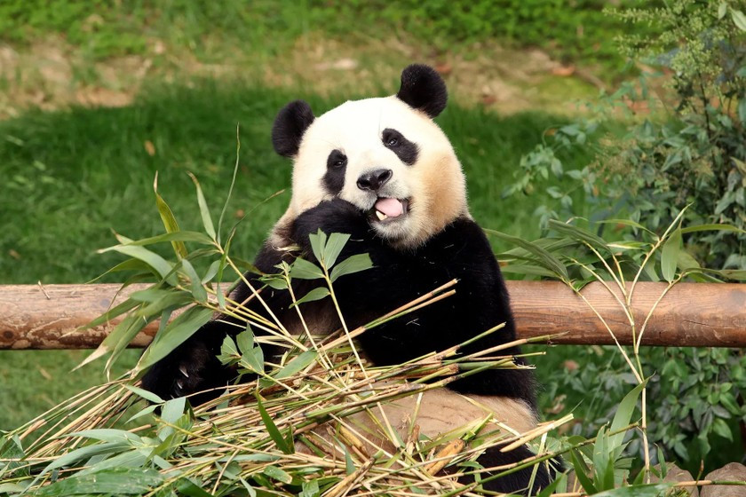 Từ sáng sớm 3/3, hàng nghìn du khách đã xếp hàng để tham dự sự kiện chia tay, nhiều người nói rằng họ sẽ rất nhớ Fu Bao khi nó trở về Trung Quốc. Ảnh: Reuters.