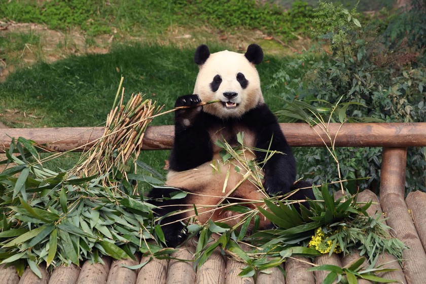 Jo Ah-hyeon (24 tuổi) cho biết cô đã đợi hơn 4 tiếng đồng hồ để được gặp Fu Bao. "Đây là cơ hội cuối cùng, không biết chừng nào được gặp lại Fu Bao nên tôi phải đến", cô nói. Ảnh: Reuters.