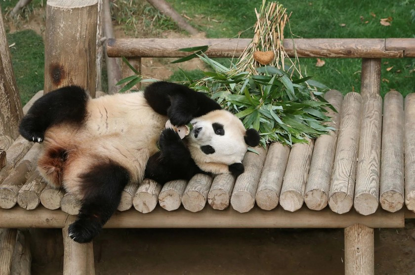 Nhân viên vườn thú Kang Cher-won, người phụ trách chăm sóc Fu Bao, nói con gấu trúc đã đem đến tình yêu thương cũng như để lại cho ông nhiều kiến thức về loài vật này. Ảnh: Reuters.