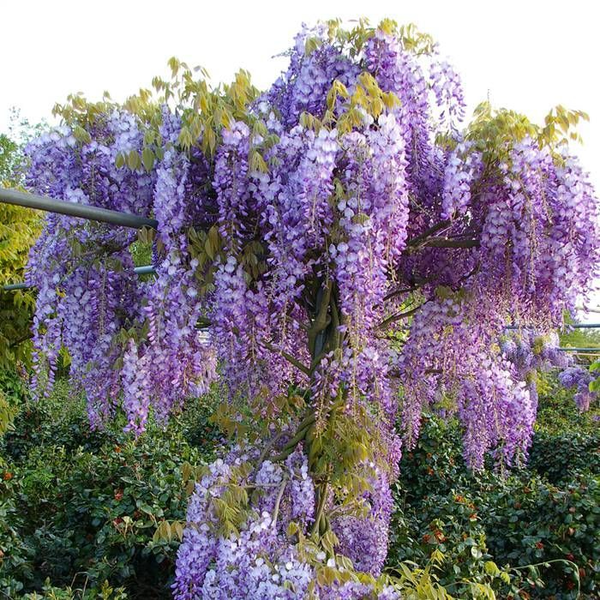 Hoa Tử đằng (Wisteria sinensis) là loài hoa họ đậu, dây leo, hoa thành từng chùm màu tím rất đẹp, lại có mùi thơm.