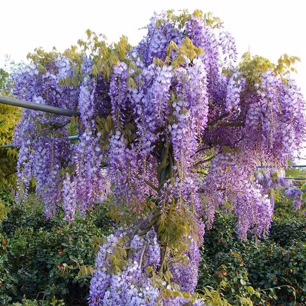 Hoa Tử đằng (Wisteria sinensis) là loài hoa họ đậu, dây leo, hoa thành từng chùm màu tím rất đẹp, lại có mùi thơm.