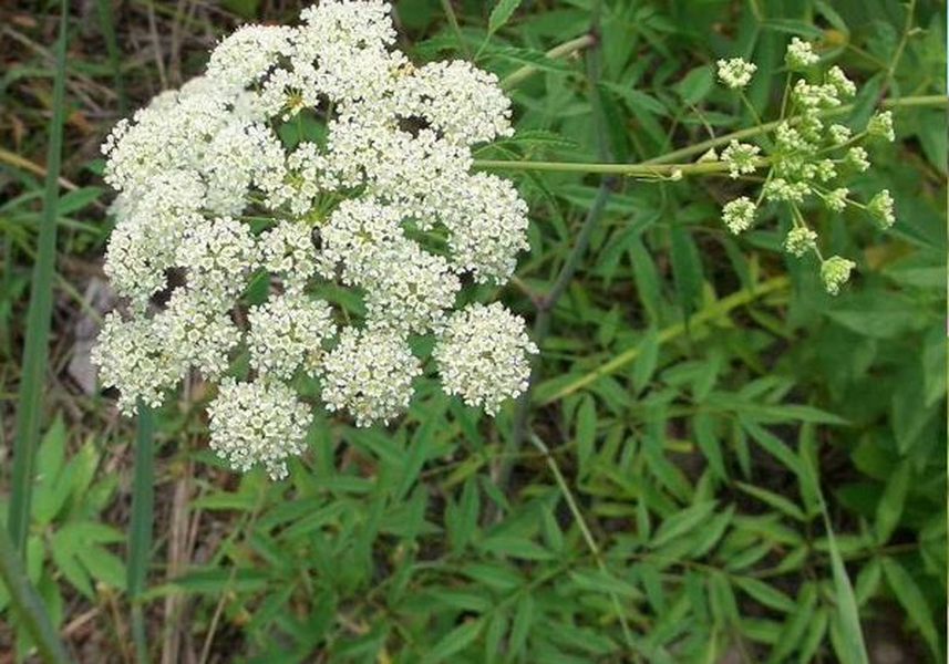 Người bị trúng độc thường co giật mạnh, đau đớn, buồn nôn, chuột rút và run cơ. Những người sống sót sau ngộ độc thường bị mất trí nhớ.