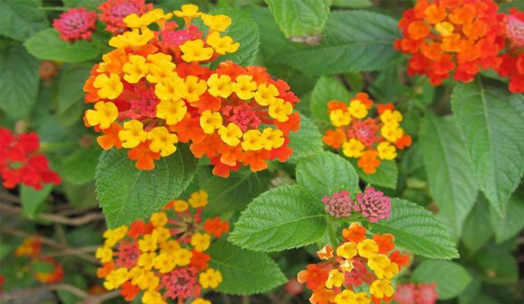 Hoa Ngũ sắc mọc hoang ở nhiều nơi, hiện nay mọi người thường trồng thành chậu làm cảnh, do loại cây này ra hoa quanh năm.