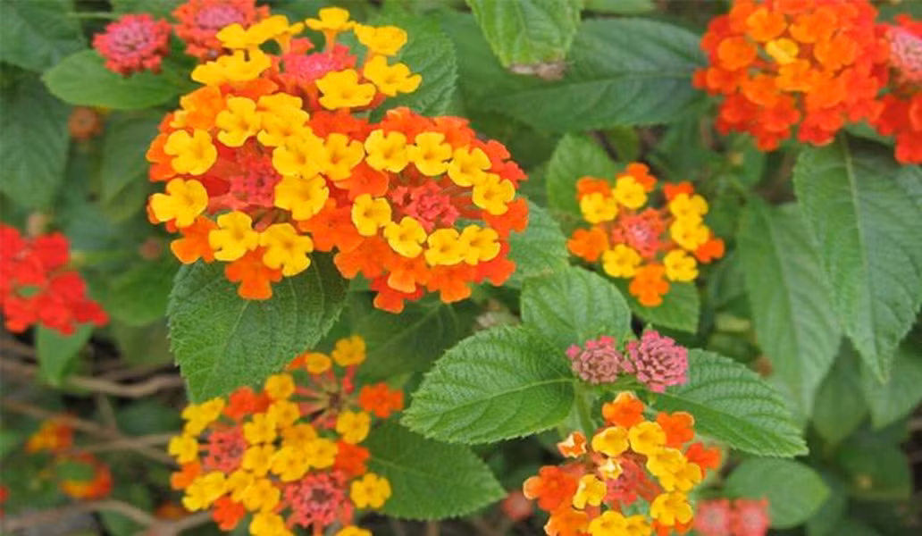 Hoa Ngũ sắc mọc hoang ở nhiều nơi, hiện nay mọi người thường trồng thành chậu làm cảnh, do loại cây này ra hoa quanh năm.