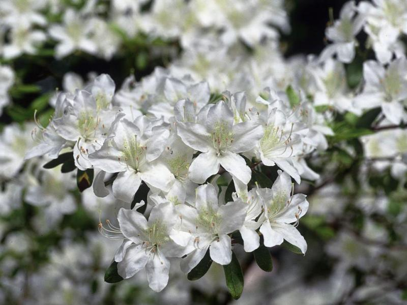 Nếu ăn phải đỗ quyên hoa trắng và hoa vàng, dù chỉ một lượng nhỏ cũng đủ để gây ngộ độc, nôn mửa và khó thở.