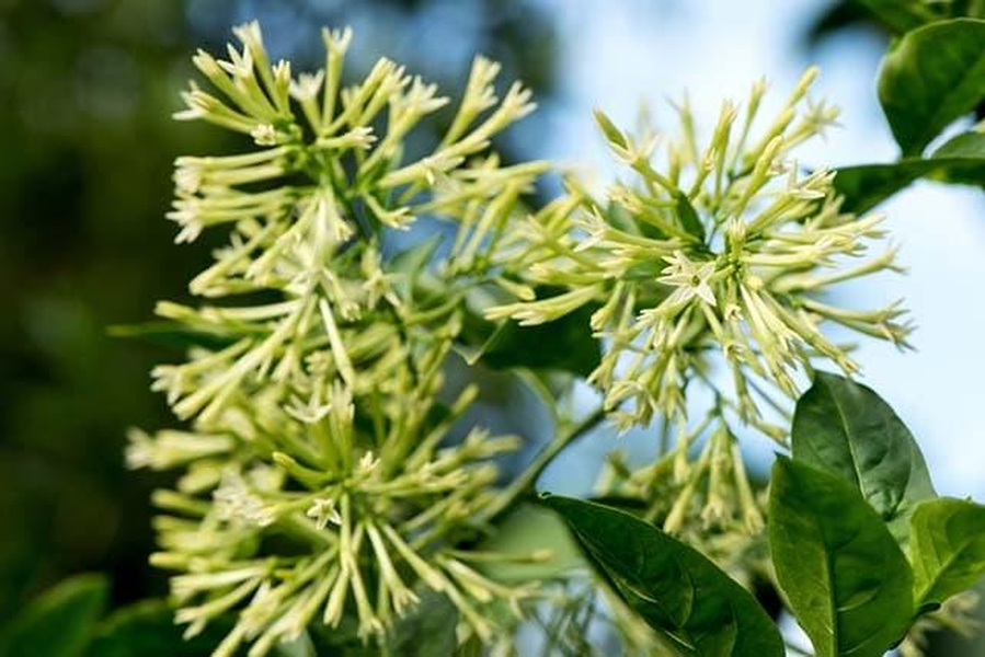 Hoa Dạ hương trong đêm sẽ phát tán ra rất nhiều các hạt nhỏ có tác dụng kích thích khứu giác, người ta thường trồng một bụi nhỏ hoa này quanh nhà vì chúng có tác dụng đuổi muỗi.