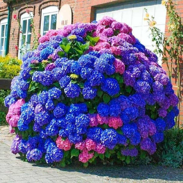 Hoa Cẩm tú cầu (Hydrangea) có hình dáng giống quả cầu mây màu trắng, xanh, hồng tím rất đẹp, đôi khi ta vẫn thấy nhiều người trồng làm cảnh.