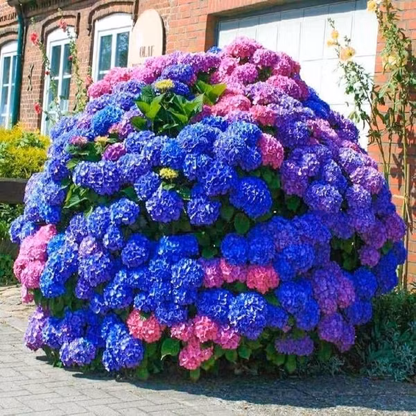 Hoa Cẩm tú cầu (Hydrangea) có hình dáng giống quả cầu mây màu trắng, xanh, hồng tím rất đẹp, đôi khi ta vẫn thấy nhiều người trồng làm cảnh.