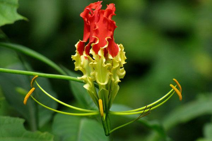 Hoa Ngoắt nghẻo (Gloriosa superba) mang tính kịch độc cao mà nếu lỡ ăn phải sẽ gây mất cảm giác ở lưỡi, hôn mê, nếu không xử lý kịp thời sẽ dẫn đến tử vong.
