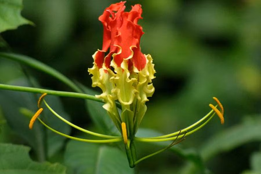 Hoa Ngoắt nghẻo (Gloriosa superba) mang tính kịch độc cao mà nếu lỡ ăn phải sẽ gây mất cảm giác ở lưỡi, hôn mê, nếu không xử lý kịp thời sẽ dẫn đến tử vong.