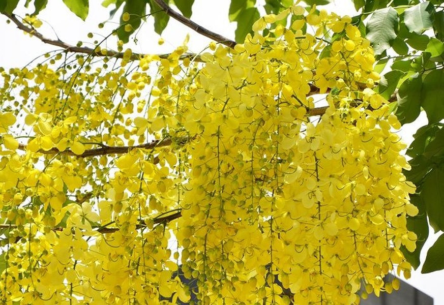 Muồng hoàng yến có độc cả cây, từ lá, hoa cho đến quả, hạt, nếu không cẩn thận sẽ bị ngộ độc.