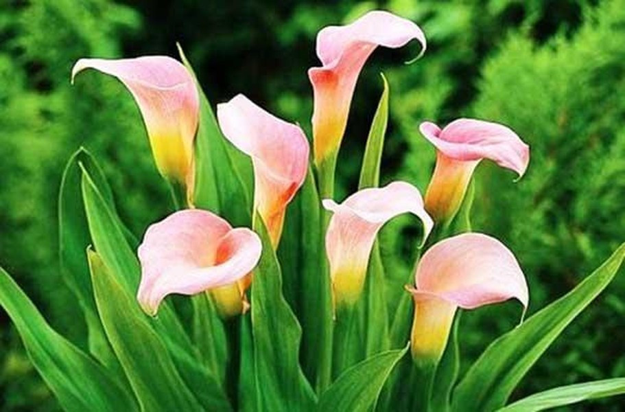 Lá và củ của hoa Rum có chứa nhiều chất độc calcium oxalate gây bị ngộ độc, triệu chứng thường thấy là ói mửa, bỏng miệng, tê lưỡi, sưng bề mặt niêm mạc.