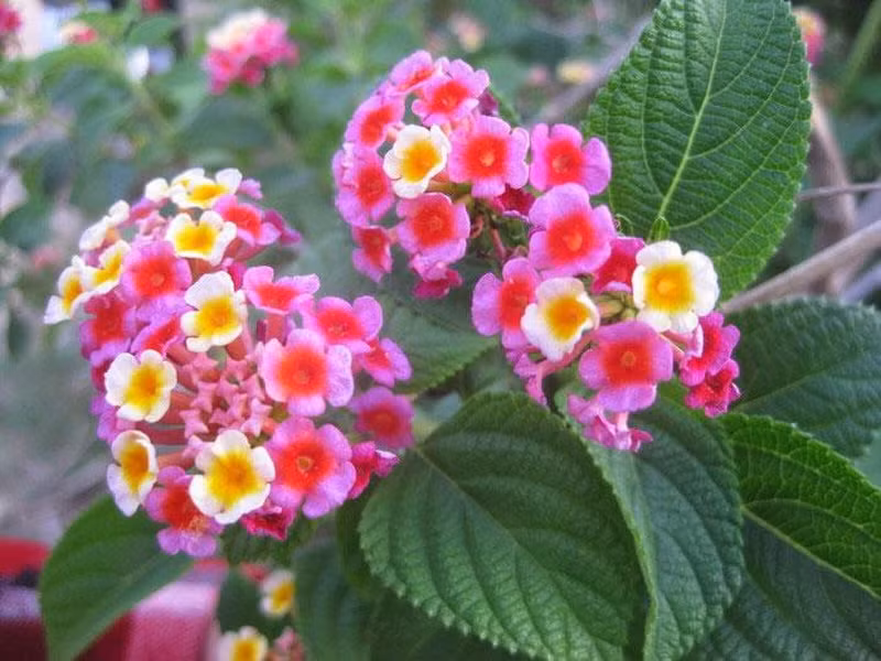 Quả cây hoa Ngũ sắc lại có chất độc lantanin alkaloid, lantadene A, khiến người ăn phải bị bỏng rát đường ruột, giãn cơ, hay rối loạn tuần hoàn máu.