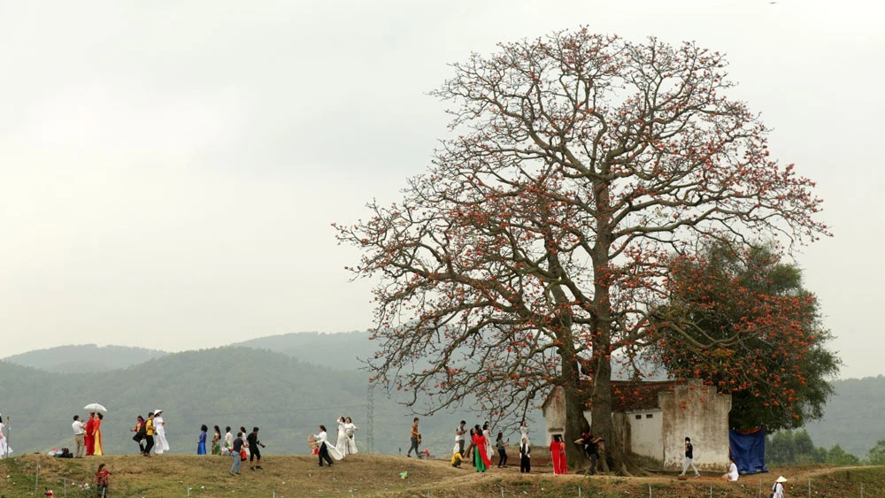 Miếu Bà Cô nằm ngay sát gốc cây gạo, tạo nên quần thể nên thơ. Tương truyền, Bà Cô được thờ trong miếu là tướng lĩnh của anh hùng áo vải Hoàng Hoa Thám. Trong một lần đưa quân xuống bảo vệ Phủ Lạng Thương, bà bị giặc truy đuổi, bao vây. Không chấp nhận bị địch bắt, bà trẫm mình xuống sông Thương. Thi thể trôi dạt vào khu vực cây gạo hiện nay và được nhân dân địa phương chôn cất.