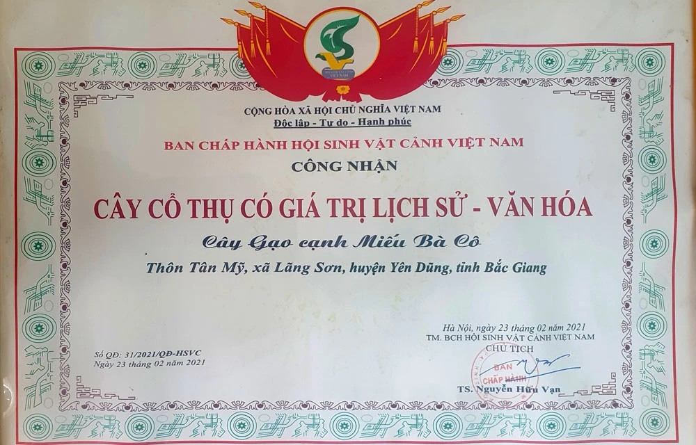 Năm 2021, cây gạo này đã được Hội Sinh vật cảnh Việt Nam có quyết định công nhận là “Cây cổ thụ có giá trị lịch sử-văn hóa”. Cây gạo Miếu Bà Cô còn được gọi là cây gạo Lãng Sơn, đã tồn tại hơn 100 năm, mọc ở ven đê bối, bên bờ sông Thương, thuộc địa phận thôn Tân Mỹ, xã Lãng Sơn (huyện Yên Dũng).