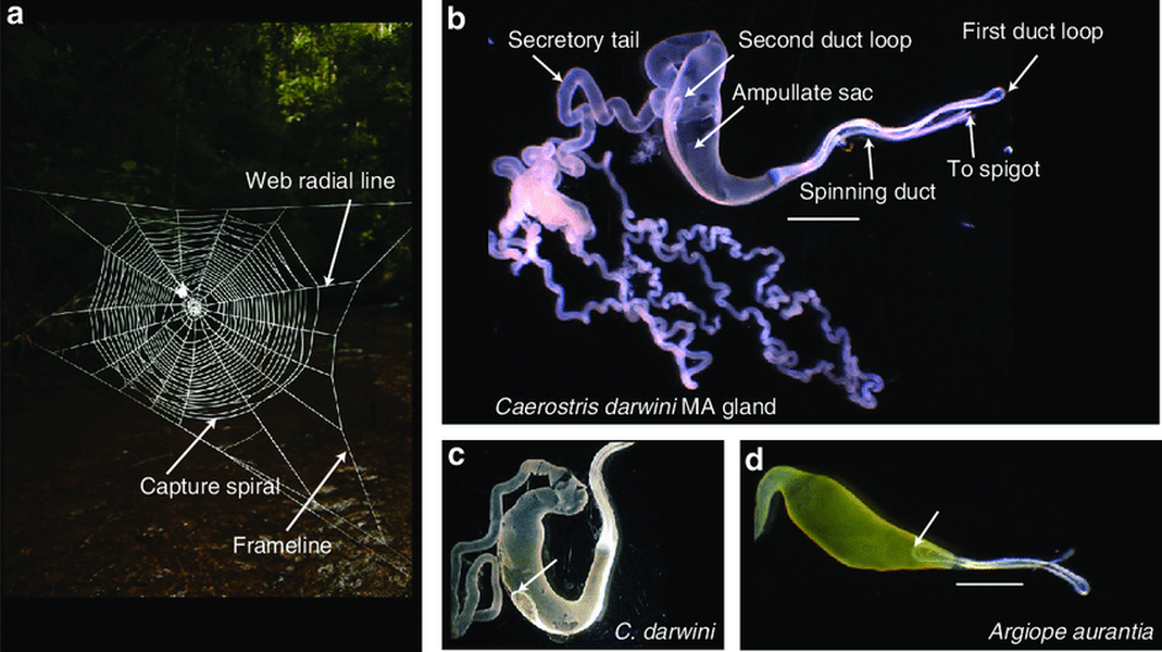Cơ quan kéo sợi của con nhện có chiều dài bất thường và được sắp xếp khác so với các loài nhện khác.