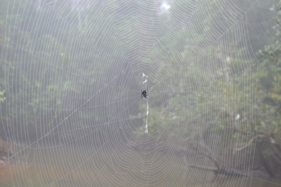 Tơ của nó chứa một lượng lớn proline, một loại axit amin, liên quan đến mức độ đàn hồi của mạng nhện.