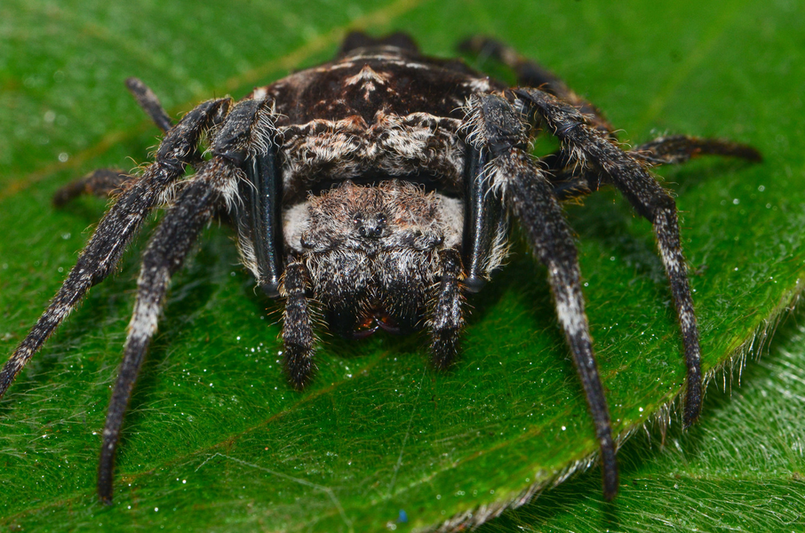 Để sinh tồn, các con nhện Darwin's Bark sống dựa một phần vào diện mạo thô ráp như vỏ cây, giúp chúng ngụy trang lẫn vào cây cối xung quanh.