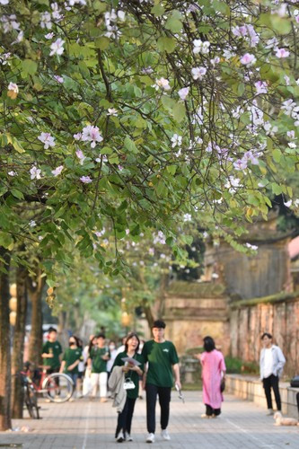 Thời điểm này nắng không quá gắt, những bông hoa ban xen dưới nắng phô diễn vẻ đẹp thuần khiết hơn.