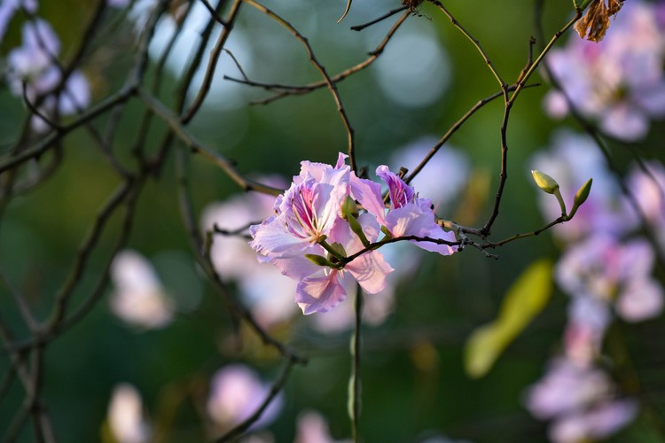 Hoa ban ở Hà Nội là hoa có màu tím hoặc phớt tím. Hoa không có hương thơm nhưng nhị có vị ngọt, do vậy mà dân tộc Thái có món ăn truyền thống là nộm hoa ban.