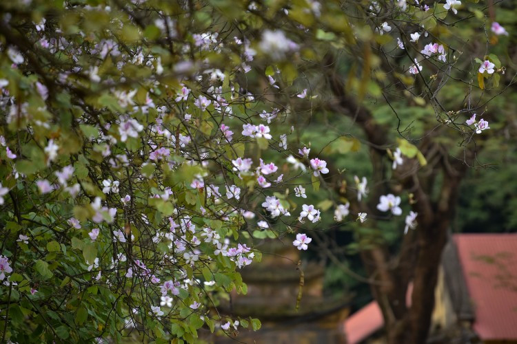 Những cánh hoa ban đã biến nơi đây trở thành một địa điểm chụp ảnh rất lý tưởng.