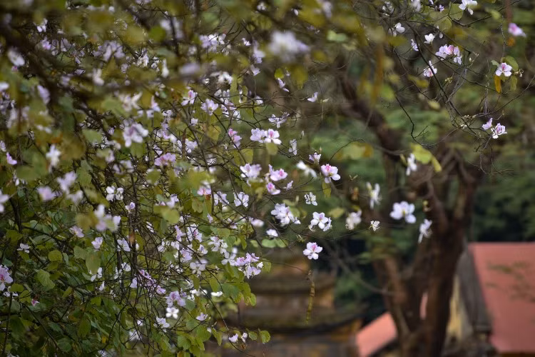 Những cánh hoa ban đã biến nơi đây trở thành một địa điểm chụp ảnh rất lý tưởng.