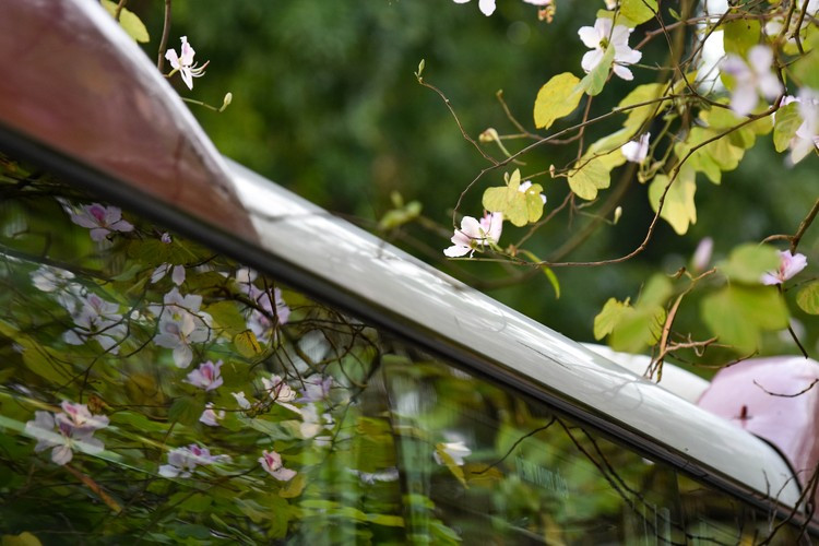 Hoa ban nở, Hà Nội đẹp nao lòng những ngày tháng Ba.