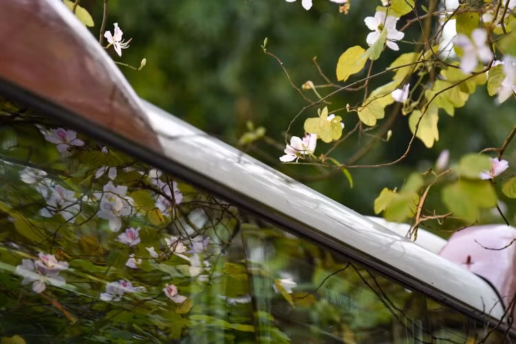 Hoa ban nở, Hà Nội đẹp nao lòng những ngày tháng Ba.