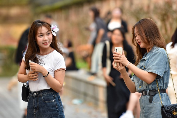 Người dân Hà Nội lại có dịp ngắm vẻ đẹp nao lòng của loài hoa ban trắng.