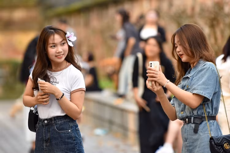 Người dân Hà Nội lại có dịp ngắm vẻ đẹp nao lòng của loài hoa ban trắng.