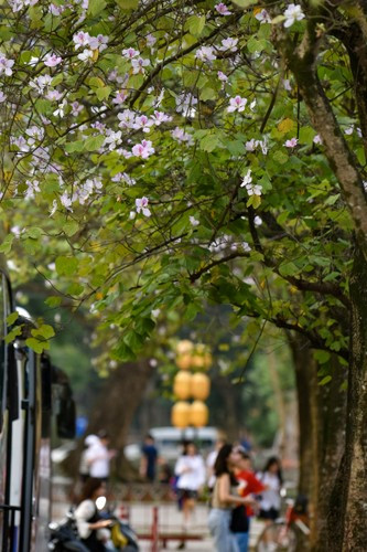 Hoa ban bắt đầu nở vào đầu tháng 2 nhưng nở rộ nhất là vào cuối tháng 2 và kéo dài sang tháng 3; rồi lụi tàn khi tháng 4 về.