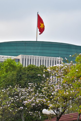 Những con đường Hà Nội tô điểm bởi màu hoa ban trắng.