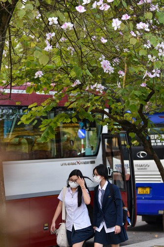 Không rực rỡ như hoa phượng, kiêu hãnh như bằng lăng hay ngào ngạt như hoa sữa, hoa ban lại mang tới vẻ đẹp gần gũi, tạo cảm giác ấm áp, nên thơ.