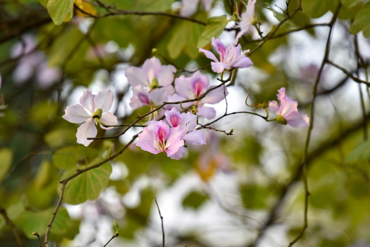 Bông hoa ban có 5 cánh, thường có màu trắng sọc hồng, tím, phớt tím và hồng.