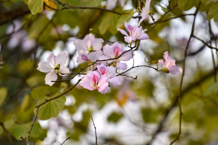 Bông hoa ban có 5 cánh, thường có màu trắng sọc hồng, tím, phớt tím và hồng.