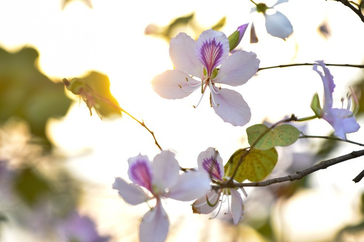 Những ngày tháng 2, tháng 3, thời tiết Thủ đô Hà Nội se lạnh thi thoảng có chút nắng nhẹ cũng là thời điểm hoa ban nở rộ trên những cung đường.