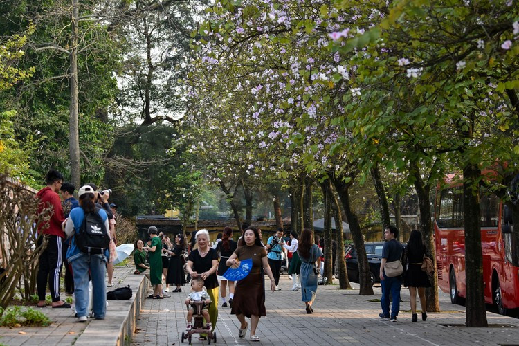 Theo quan điểm của người Thái vùng Tây Bắc hoa ban tím không chỉ tượng trưng cho tình yêu mà còn biểu tượng cho lòng hiếu thảo và biết ơn.