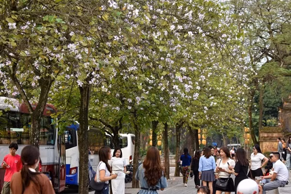 Hoa ban Tây Bắc được trồng ở Hà Nội từ những năm 1960 và từ đó đến nay, loài hoa này góp phần làm nên cảnh sắc tươi đẹp cho Thủ đô.