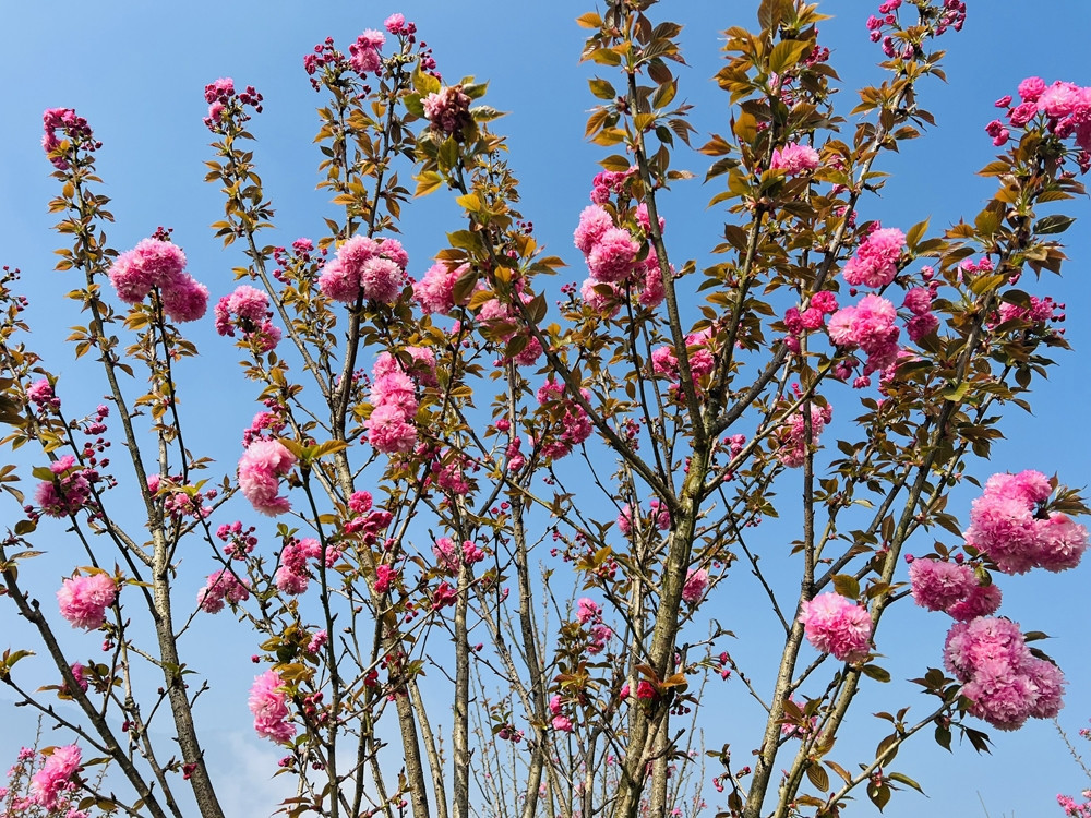 Sắc hồng còn trải khắp đến khu vực tháp đồng hồ, đầu vườn hồng lớn cho tới ga Mường Hoa..., để du khách thỏa sức “check-in”. Chị Kim Oanh từ Hà Nội chia sẻ: “Năm nào tôi cũng phải đến Fansipan một lần để ngắm hoa anh đào Nhật Bản. Khung cảnh tại đây đẹp và nên thơ không kém những bức ảnh hoa tại Nhật Bản mà tôi vẫn thường thấy trên mạng.”