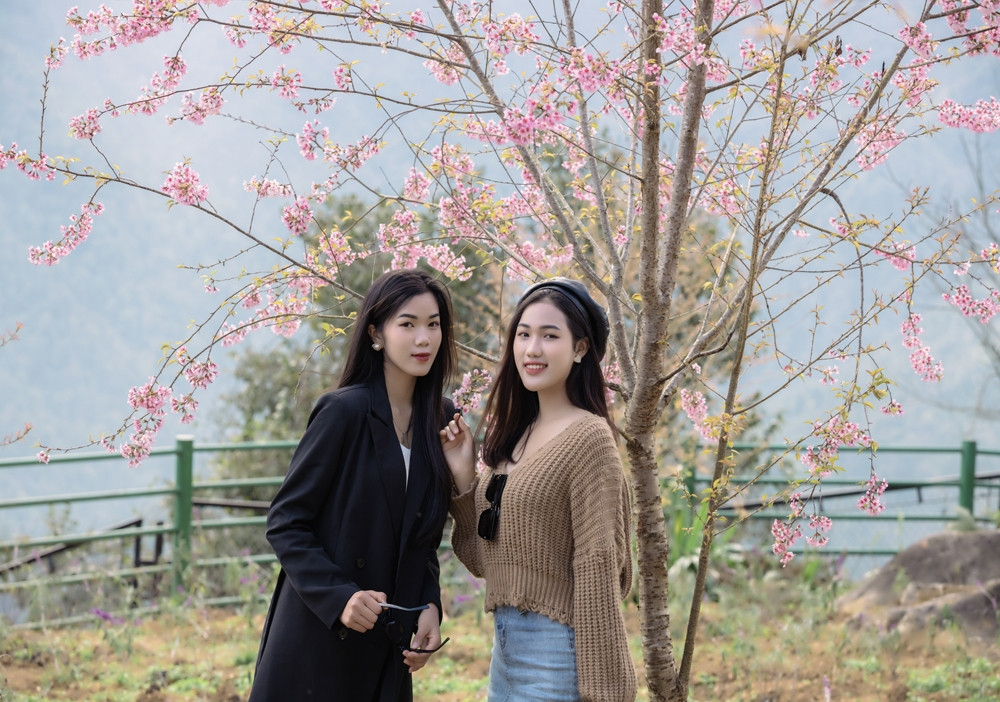 Thời gian hoa nở đẹp nhất chỉ diễn ra trong vòng 1 tháng, nên bất cứ du khách nào cũng muốn tranh thủ thời điểm này lên Fansipan để thả hồn theo mỗi cánh hoa bay, ngỡ như mình đang được du ngoạn ở xứ sở Phù tang.