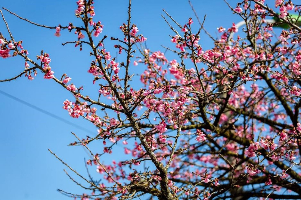 Du khách lúc này không cần phải đến Nhật Bản hay Hàn Quốc xa xôi mà vẫn có thể thực hiện giấc mơ hoa anh đào giữa khu du lịch Sun World Fansipan Legend. Ngay từ cổng vào, du khách sẽ được đón chào bằng những chùm hoa phủ kín sắc hồng lên những cành cây khẳng khiu, khoe vẻ ngọt ngào dưới ánh nắng ấm tinh nghịch.