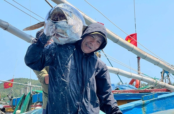 Ngư dân bỏ Tết bám biển 20 ngày cay đắng vì lỗ nặng Ngu dan bo Tet bam bien 20 ngay cay dang vi lo nang