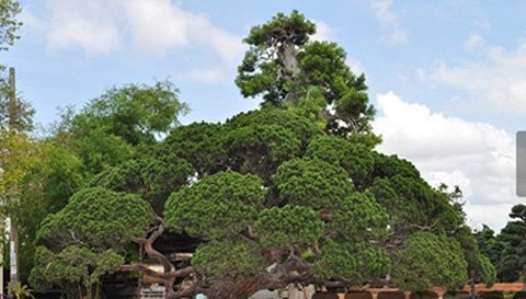 Trong khuôn viên có rất nhiền cây kiểng với giá hàng tỷ đồng.