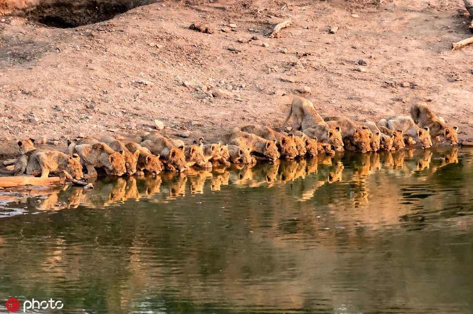 Ngoan muc canh vua su tu dan ca gia dinh thi uy-Hinh-4
