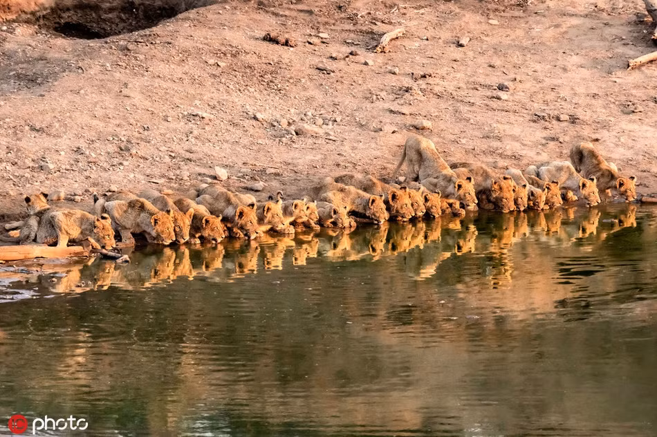 Ngoạn mục cảnh vua sư tử dẫn cả gia đình thị uy - Hình 4 Ngoan muc canh vua su tu dan ca gia dinh thi uy-Hinh-4