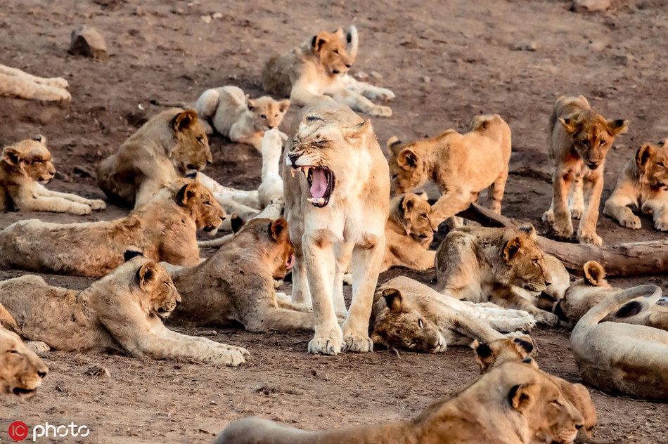Ngoan muc canh vua su tu dan ca gia dinh thi uy-Hinh-2