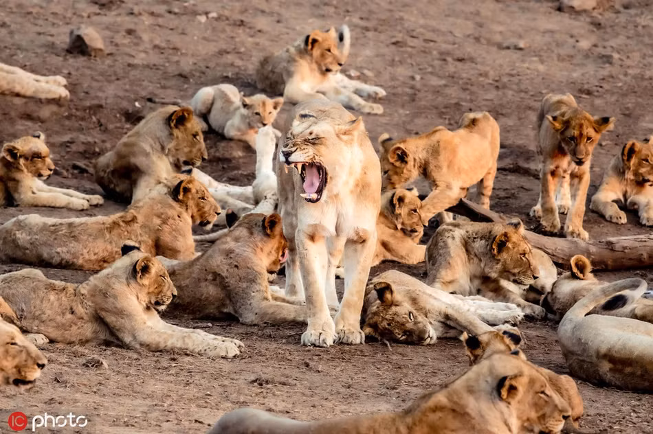 Ngoạn mục cảnh vua sư tử dẫn cả gia đình thị uy - Hình 2 Ngoan muc canh vua su tu dan ca gia dinh thi uy-Hinh-2