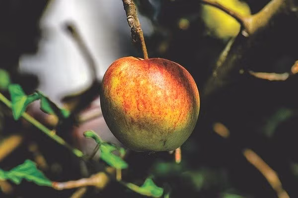 12 thuc pham nguy hiem co the gay tu vong-Hinh-2