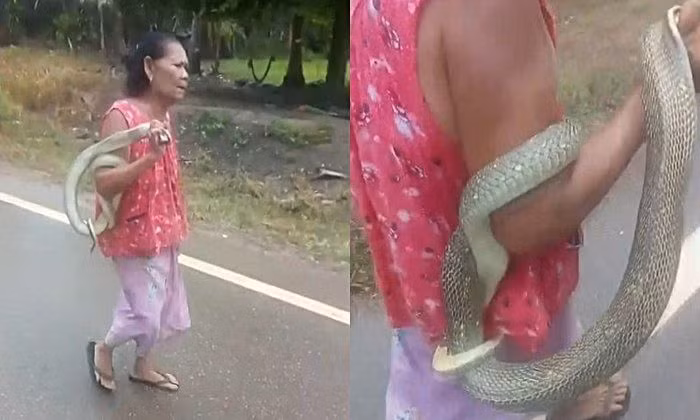 Ron nguoi cu ba choi dua voi ran doc theo cach bat chap nhat